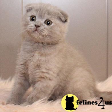 sweet_kitty90 Picture 1